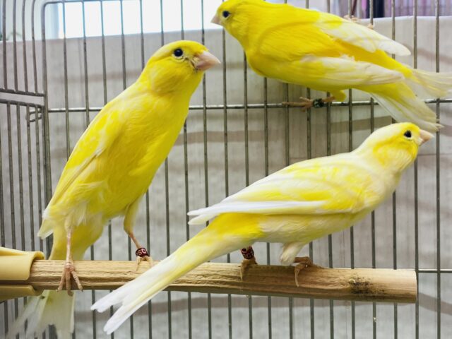 レモンカナリア