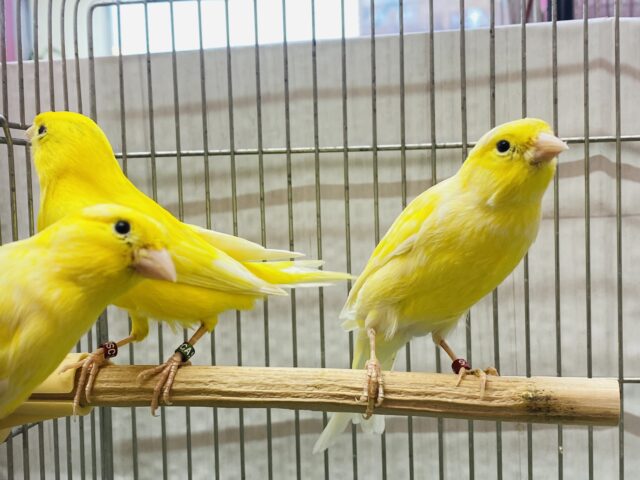 レモンカナリア