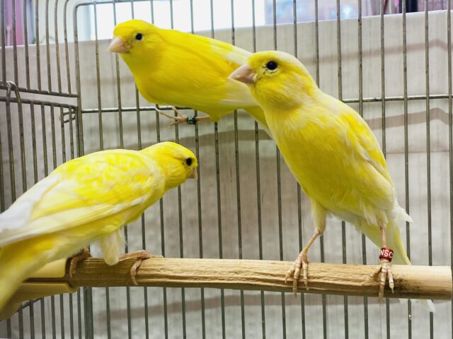 レモンカナリア