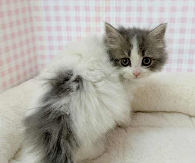 スコティッシュフォールド