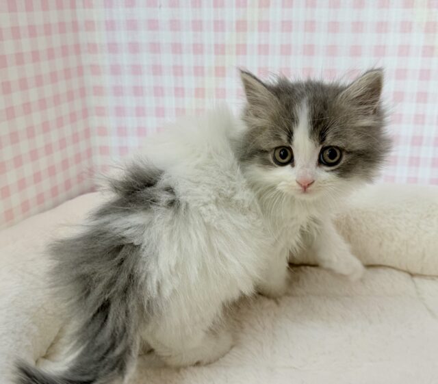 スコティッシュフォールド