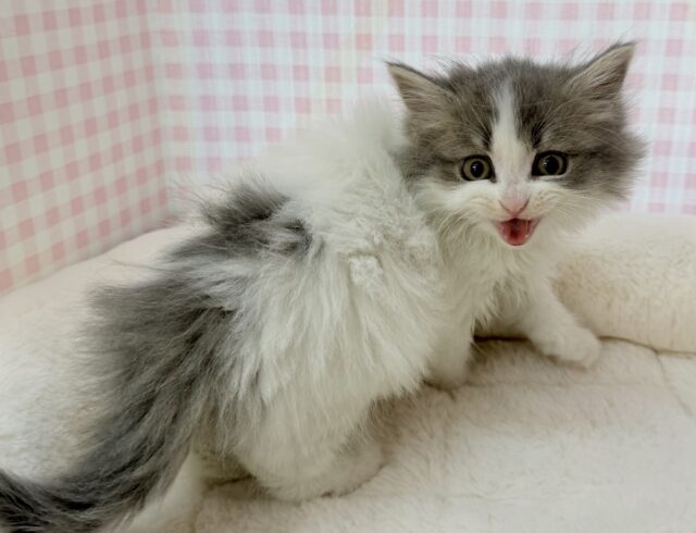 スコティッシュフォールド