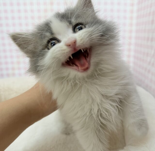 スコティッシュフォールド