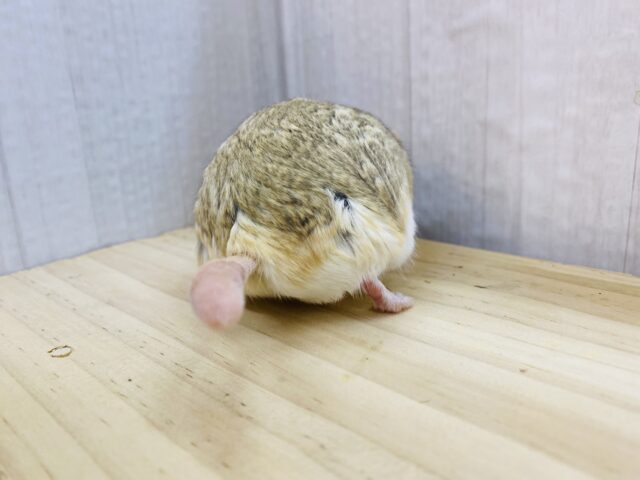 マカロニマウス（ファットテールジャービル、オブトアレチネズミ）