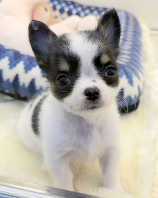 更新📷牛さんのような模様のチワワちゃん! チワワ