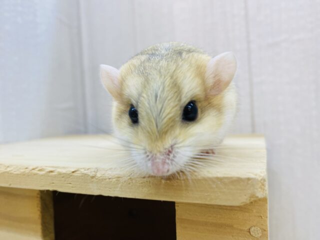 マカロニマウス（ファットテールジャービル、オブトアレチネズミ）