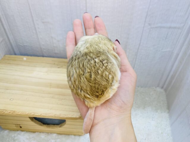 マカロニマウス（ファットテールジャービル、オブトアレチネズミ）