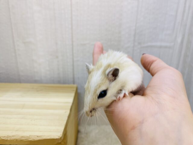 カラージャービル（スナネズミ）