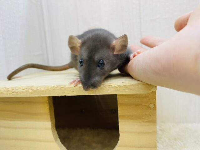 ファンシーラット