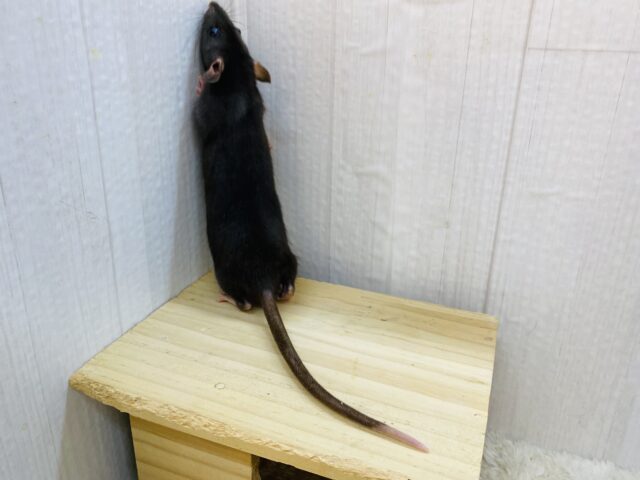 ファンシーラット