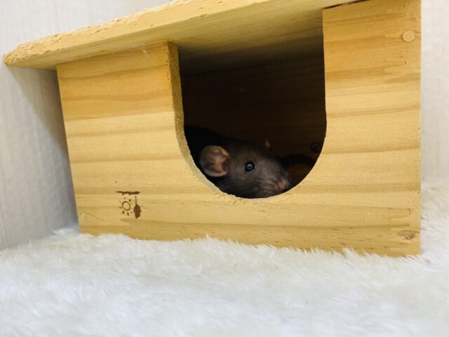 ファンシーラット