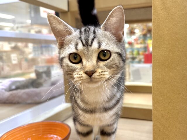 アメリカンショートヘア