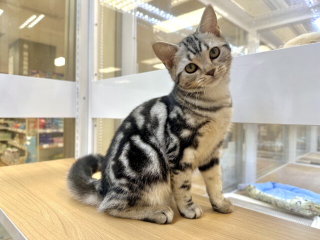 アメリカンショートヘア