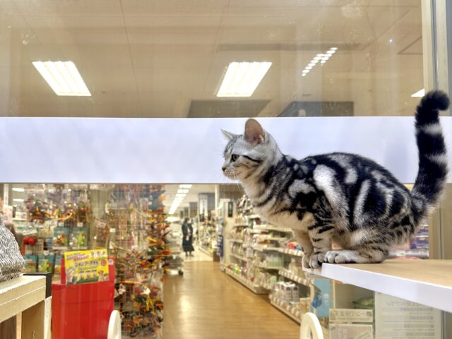 アメリカンショートヘア