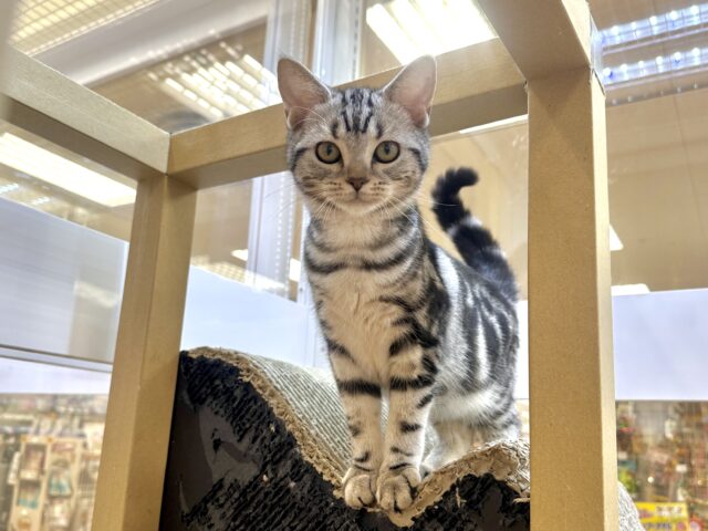 アメリカンショートヘア