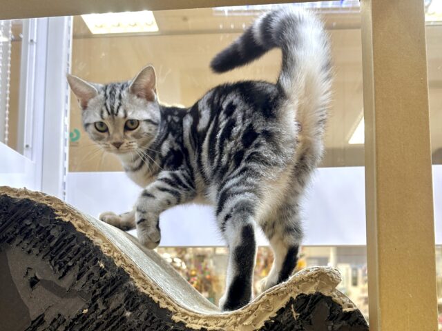 アメリカンショートヘア