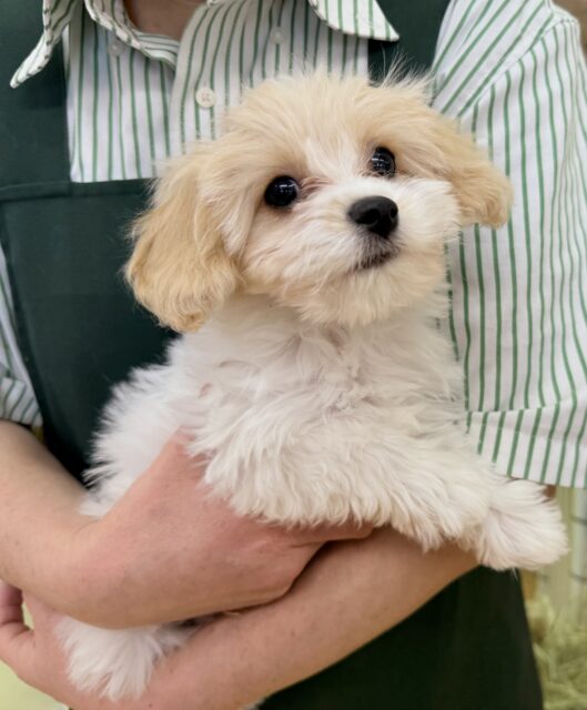 キャバビション