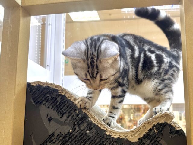 アメリカンショートヘア