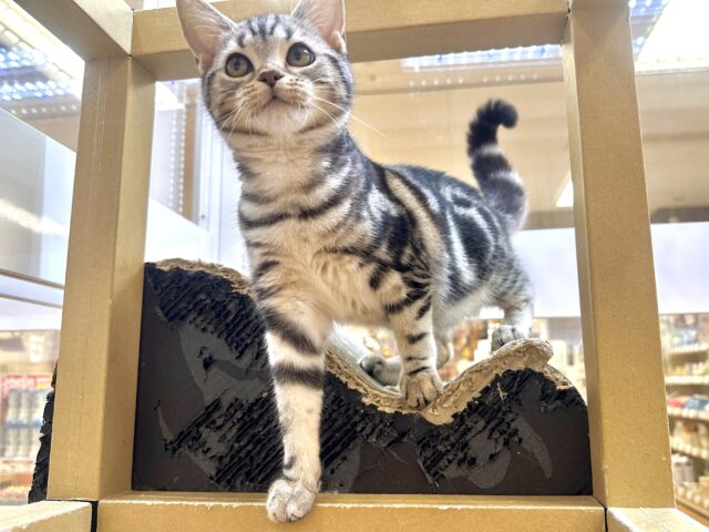 アメリカンショートヘア