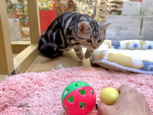 アメリカンショートヘア