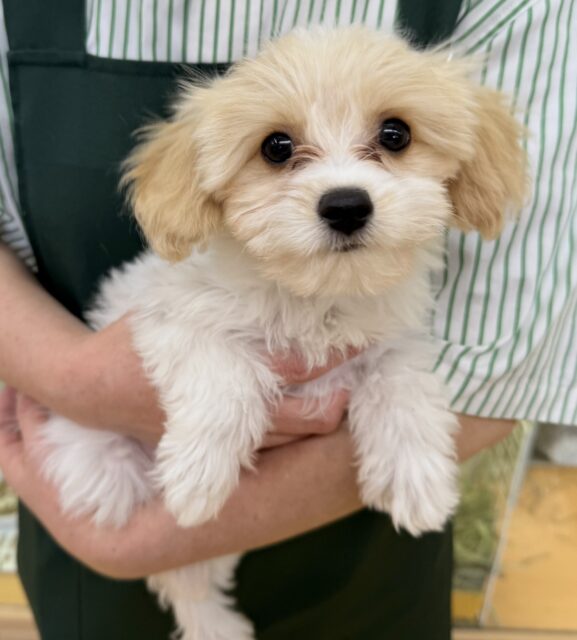 キャバビション