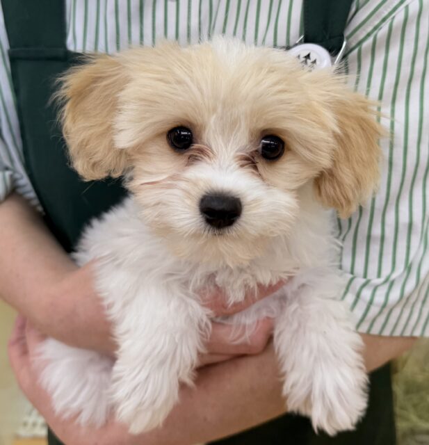 キャバビション