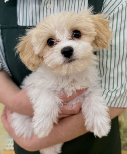 キャバビション