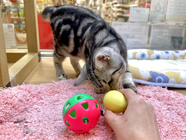 アメリカンショートヘア