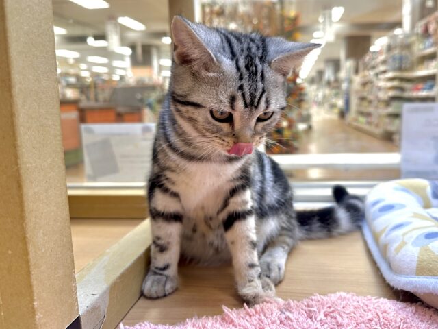 アメリカンショートヘア