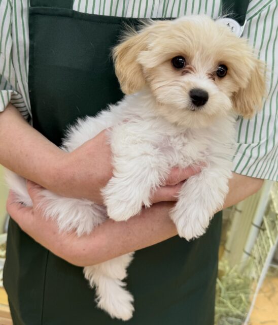 最新📷めちゃカワなキャバビションくん キャバビション