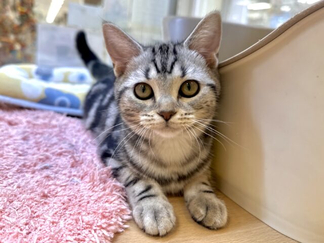 アメリカンショートヘア