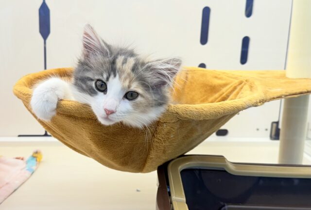 ノルウェージャンフォレストキャット