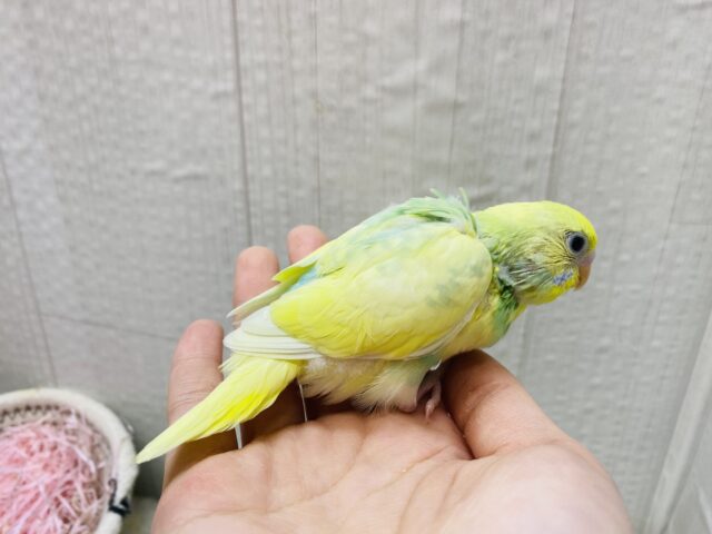 セキセイインコ