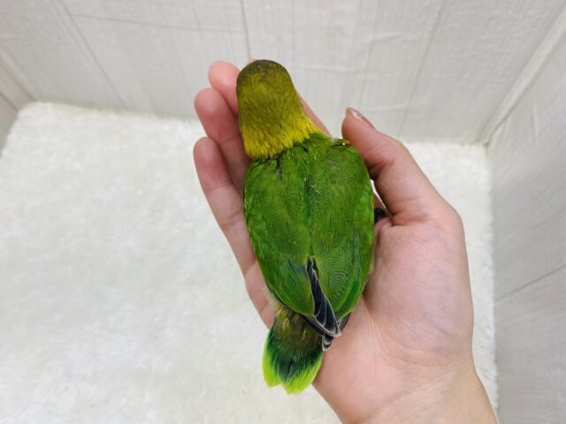 ルリゴシボタンインコ