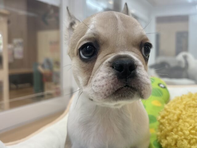 フレンチブルドッグ