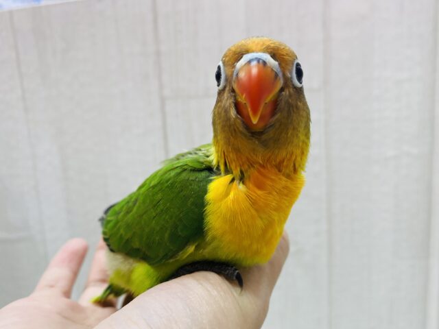 ルリゴシボタンインコ