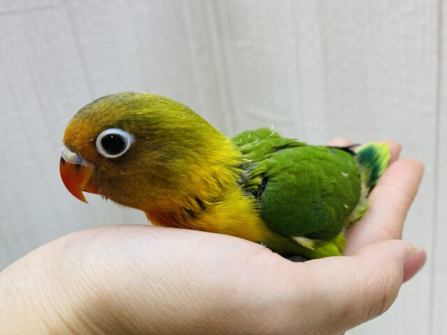 ルリゴシボタンインコ