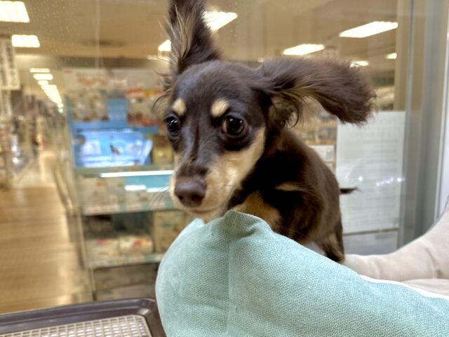 ミニチュアダックス