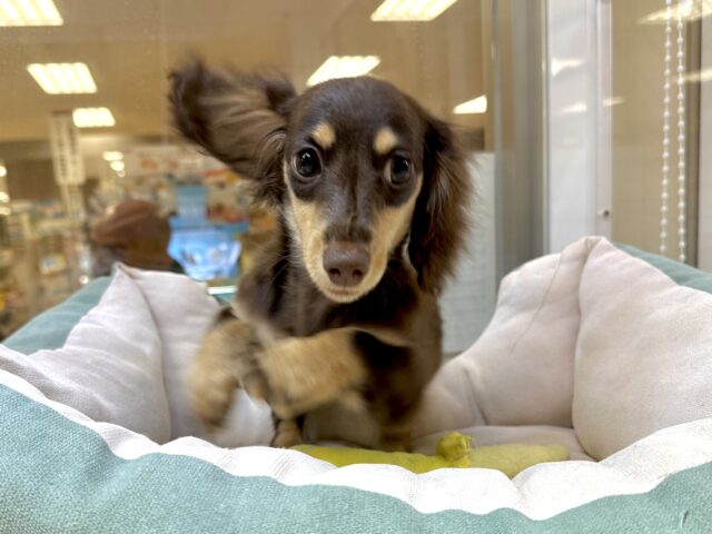 ミニチュアダックス