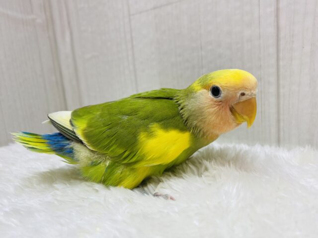 コザクラインコ（小桜インコ）