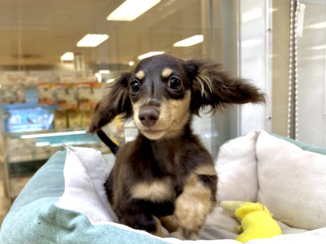 ミニチュアダックス