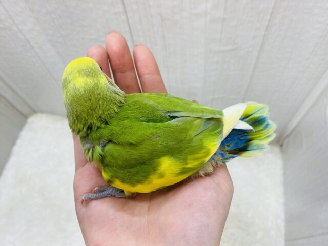 コザクラインコ（小桜インコ）