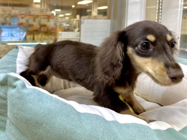 ミニチュアダックス