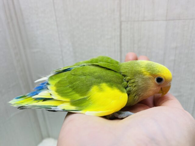 コザクラインコ（小桜インコ）