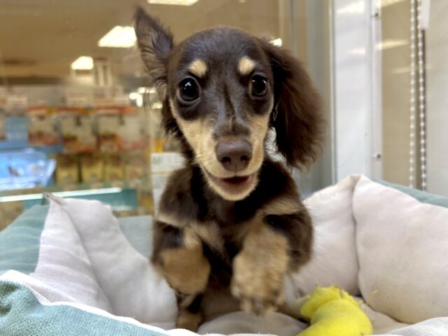 ミニチュアダックス