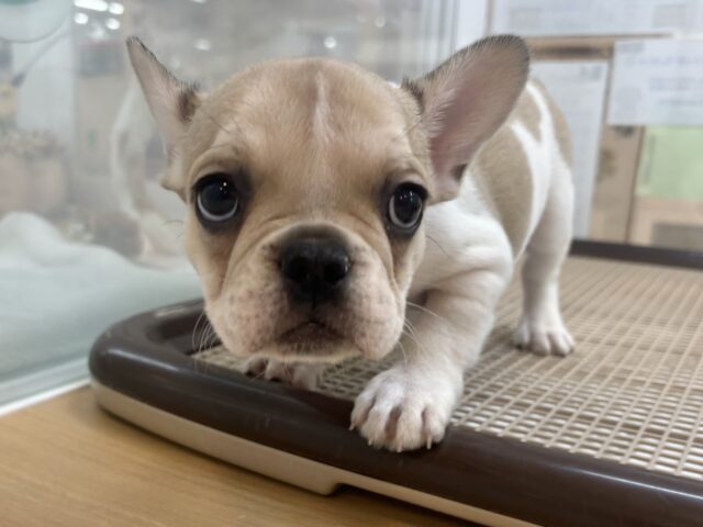 フレンチブルドッグ