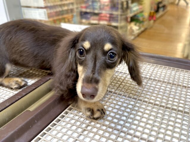 ミニチュアダックス