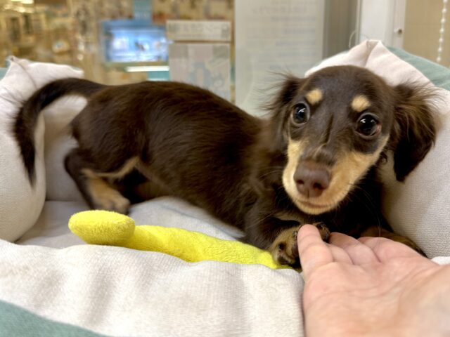 ミニチュアダックス