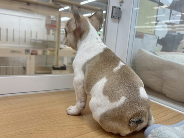 フレンチブルドッグ