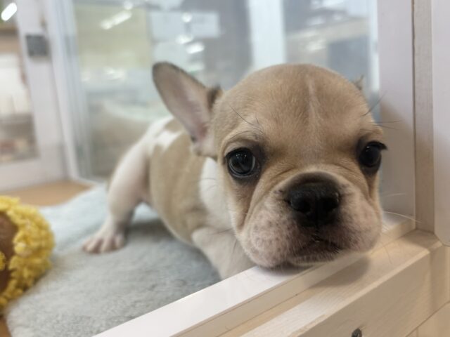 フレンチブルドッグ